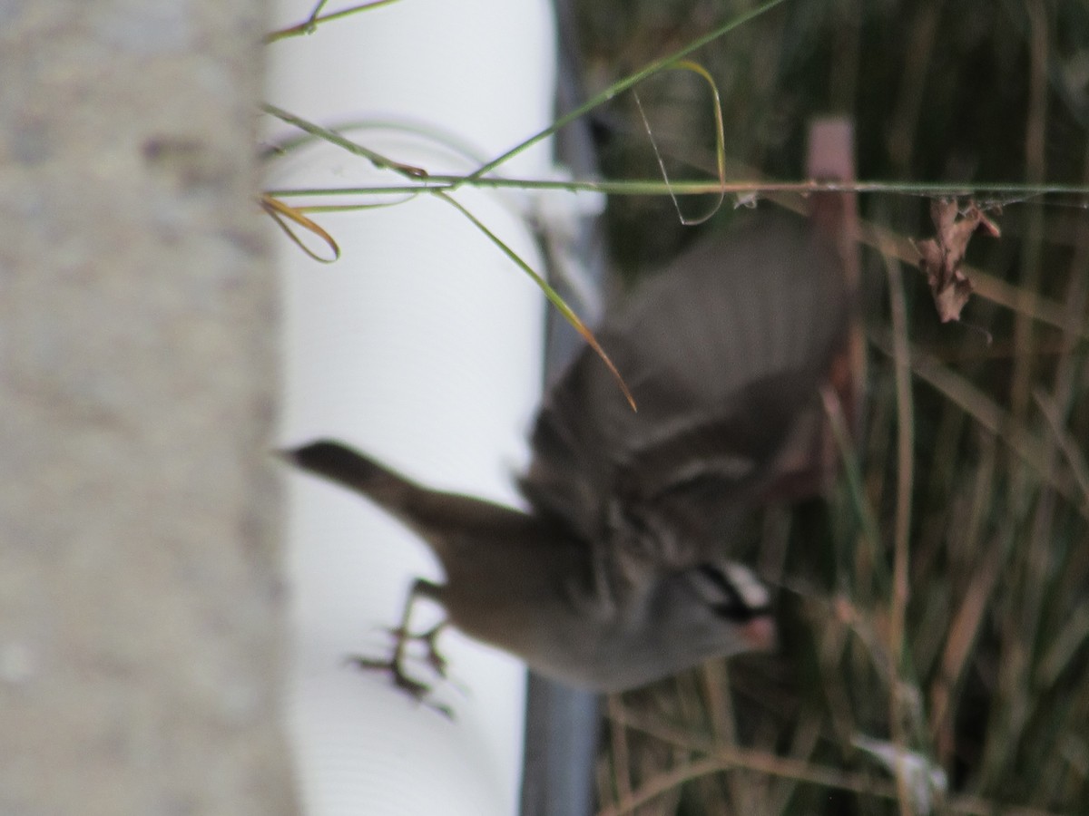 White-crowned Sparrow - ML267566781