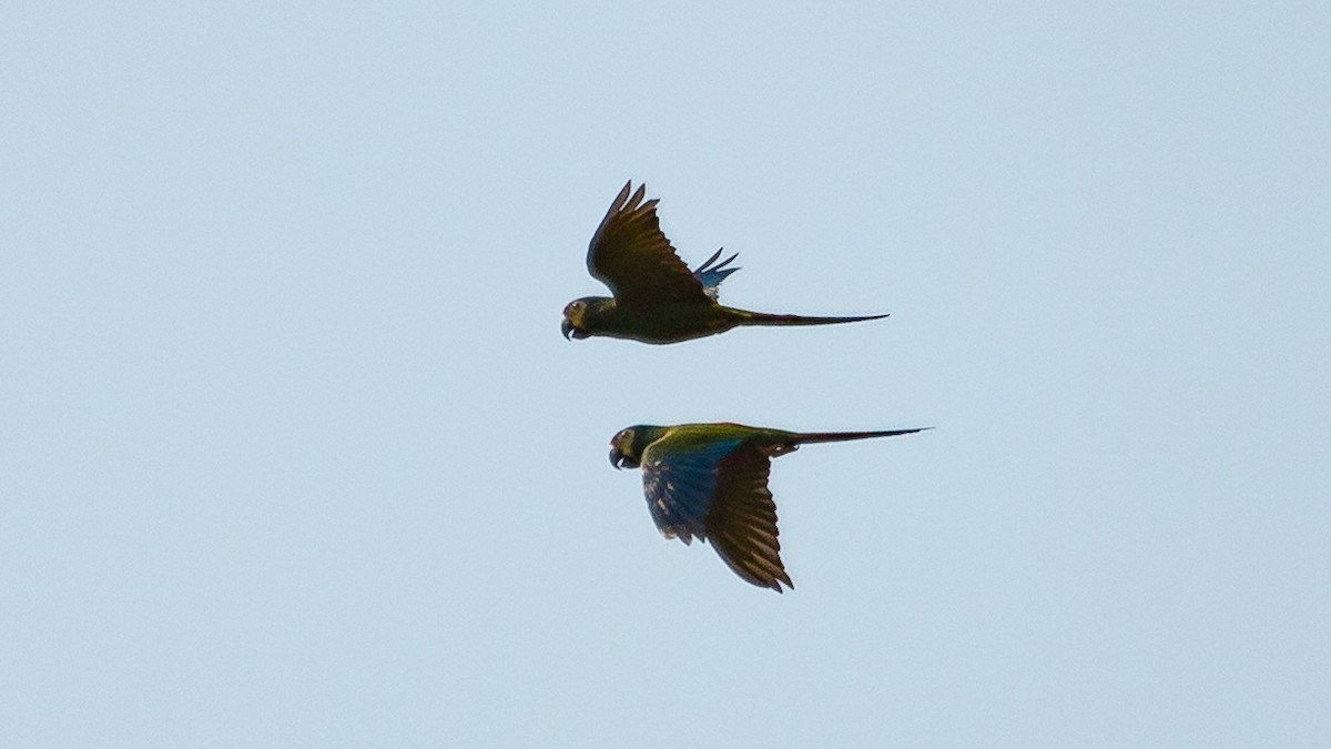 Blue-winged Macaw - Ricardo Mitidieri