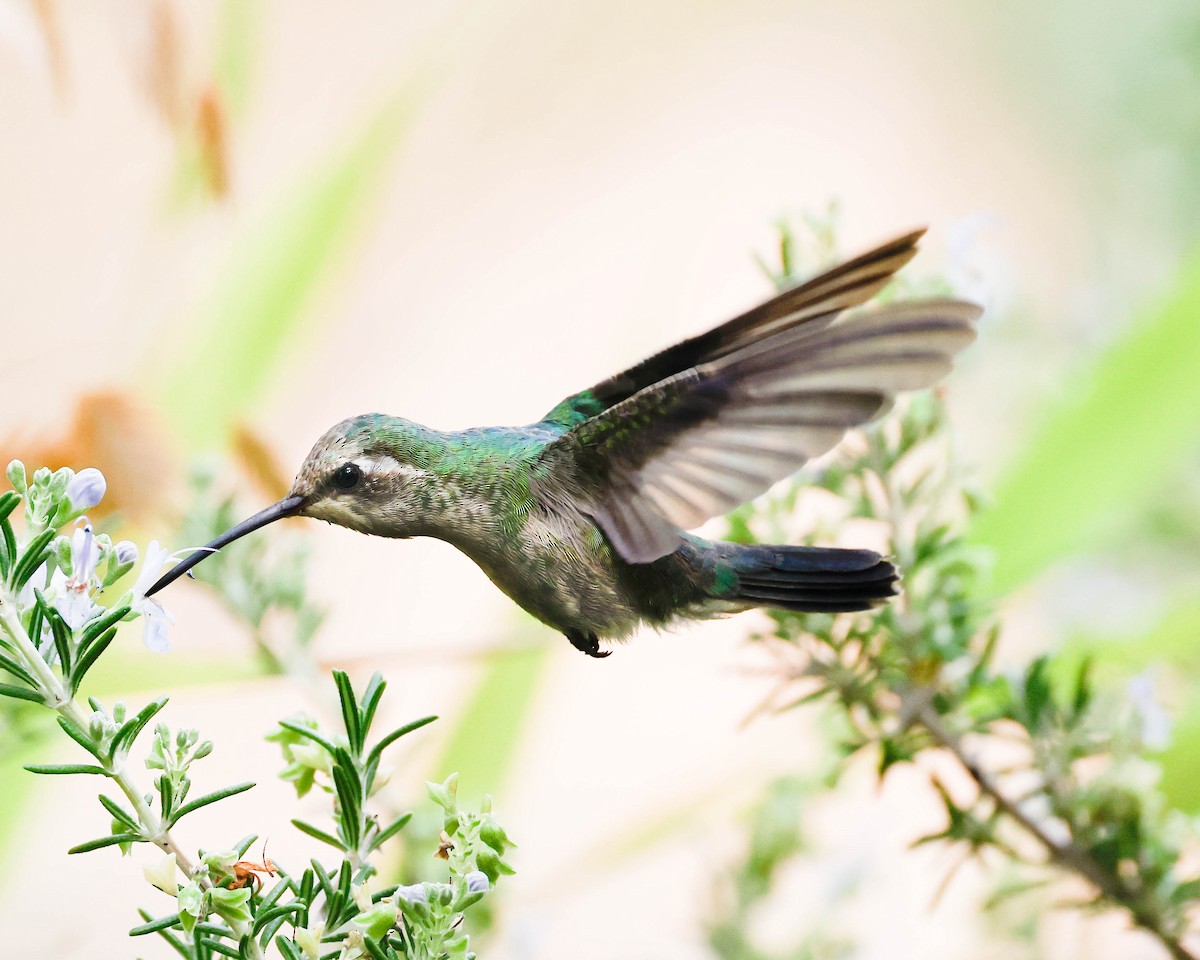 Broad-billed Hummingbird - ML267568671