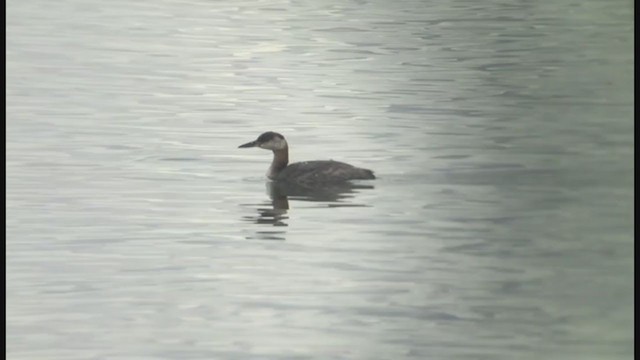 Red-necked Grebe - ML267569111