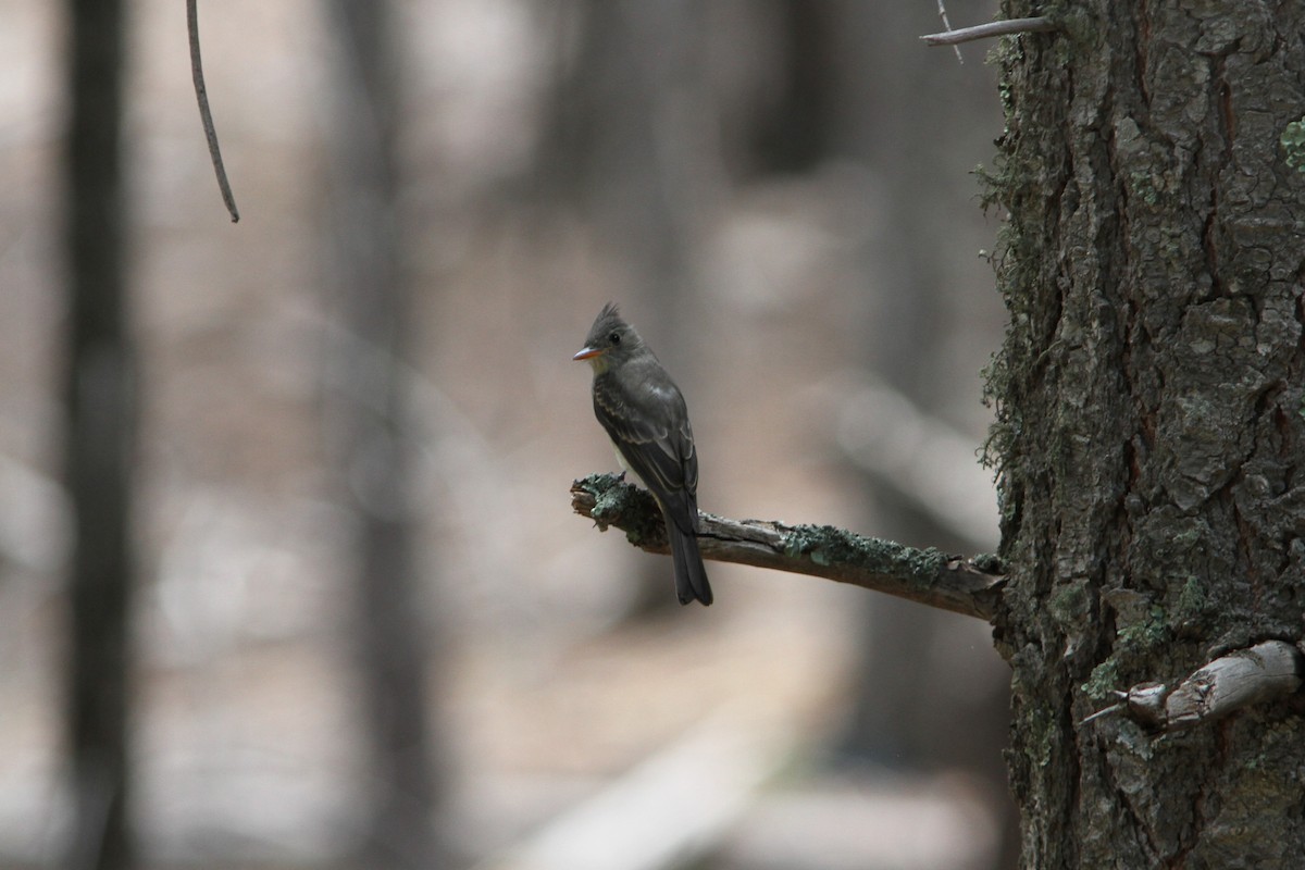 Greater Pewee - ML267573121