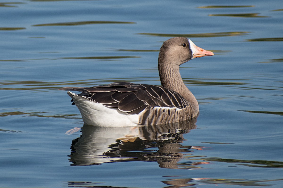 Greater White-fronted Goose - ML267574811