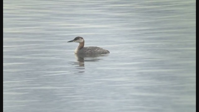 Red-necked Grebe - ML267575471