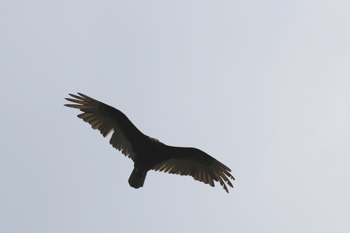 Turkey Vulture - Tim Lenz