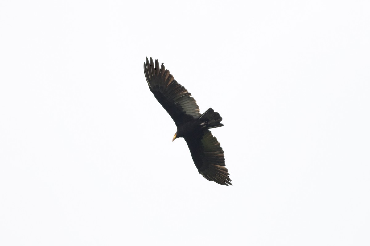 Greater Yellow-headed Vulture - Gary Brunvoll