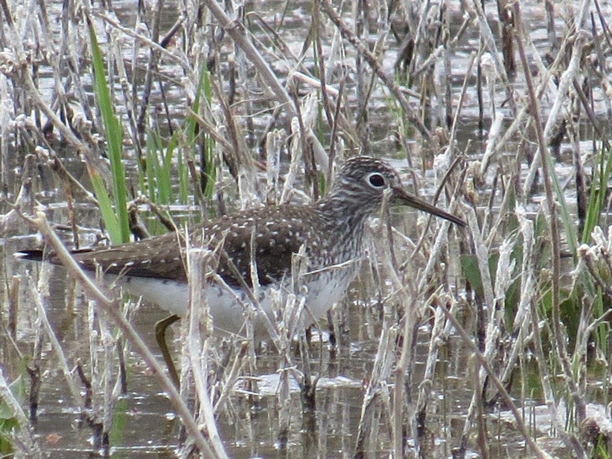 Solitary Sandpiper - Sara Griffith