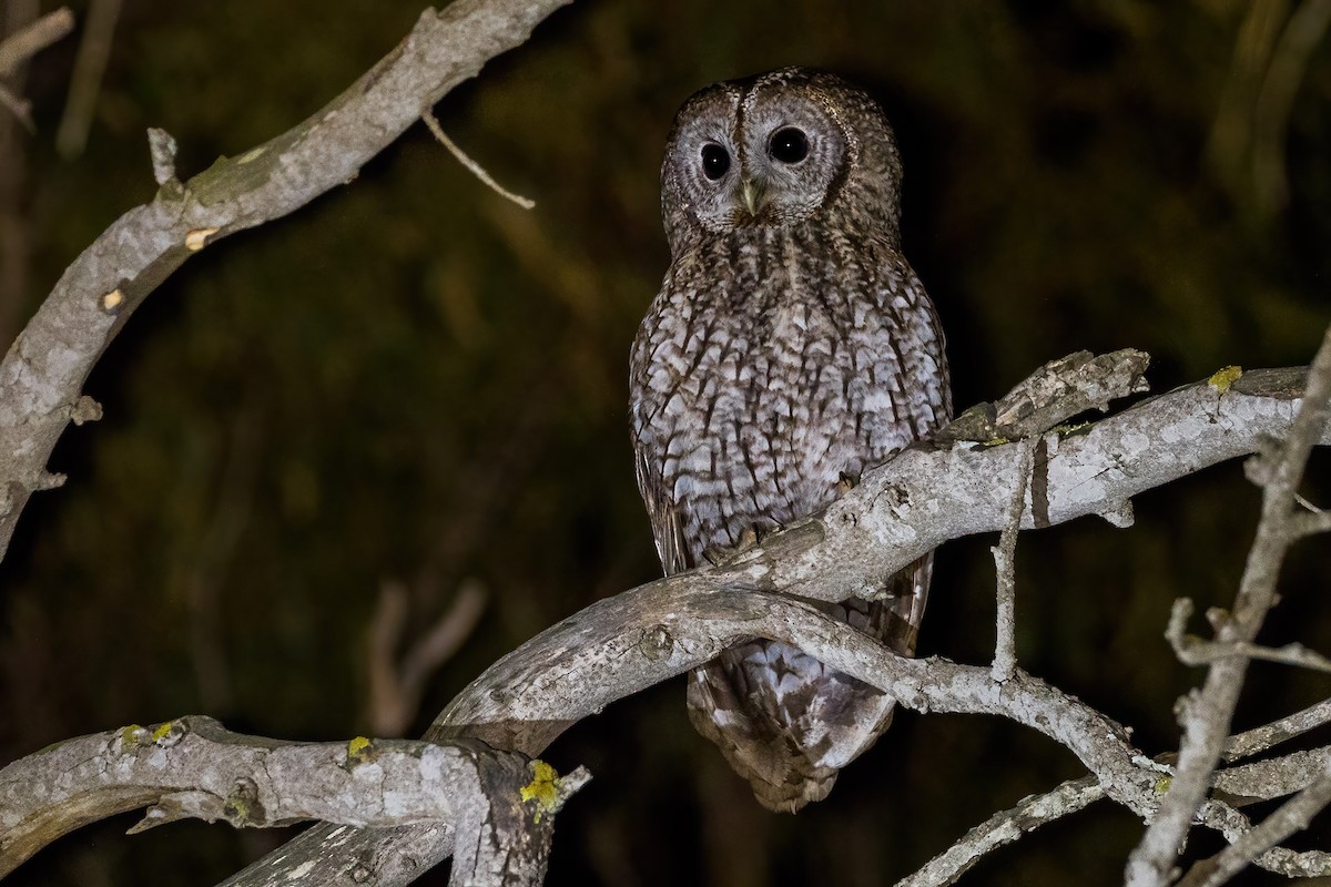 Tawny Owl - ML267585421