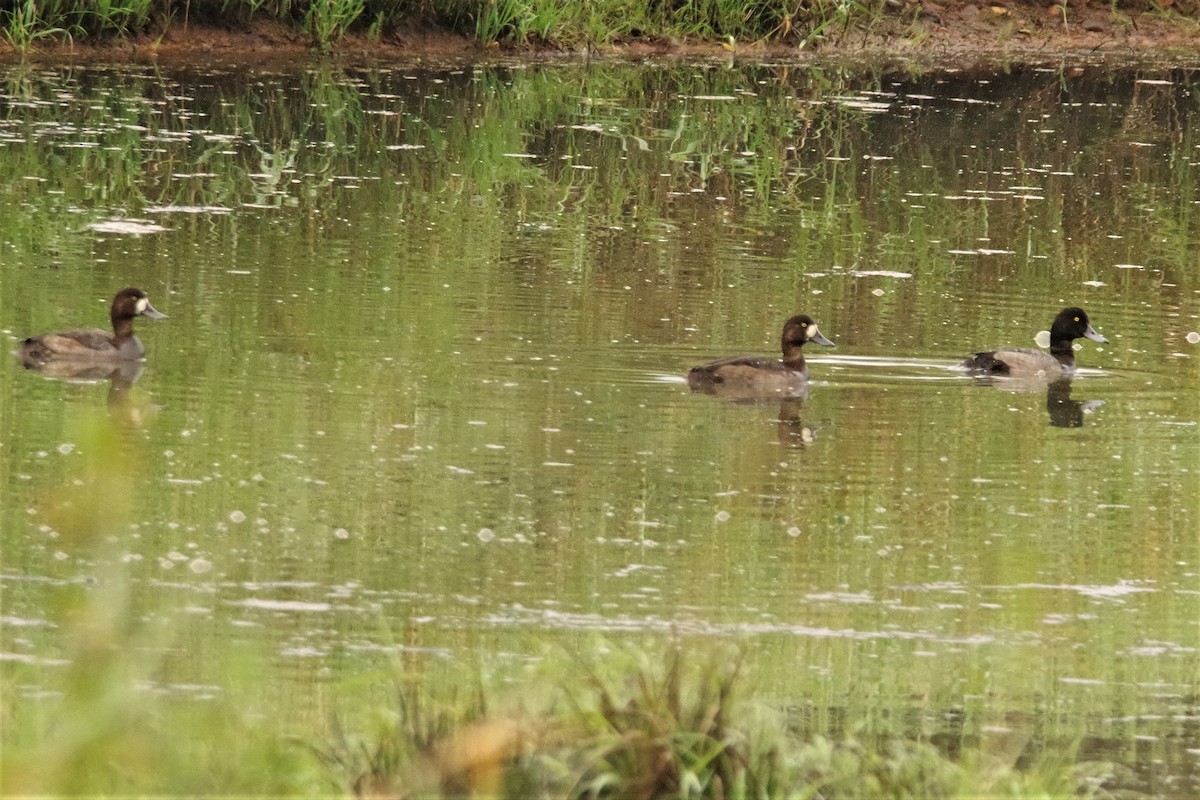 Greater Scaup - ML267587641