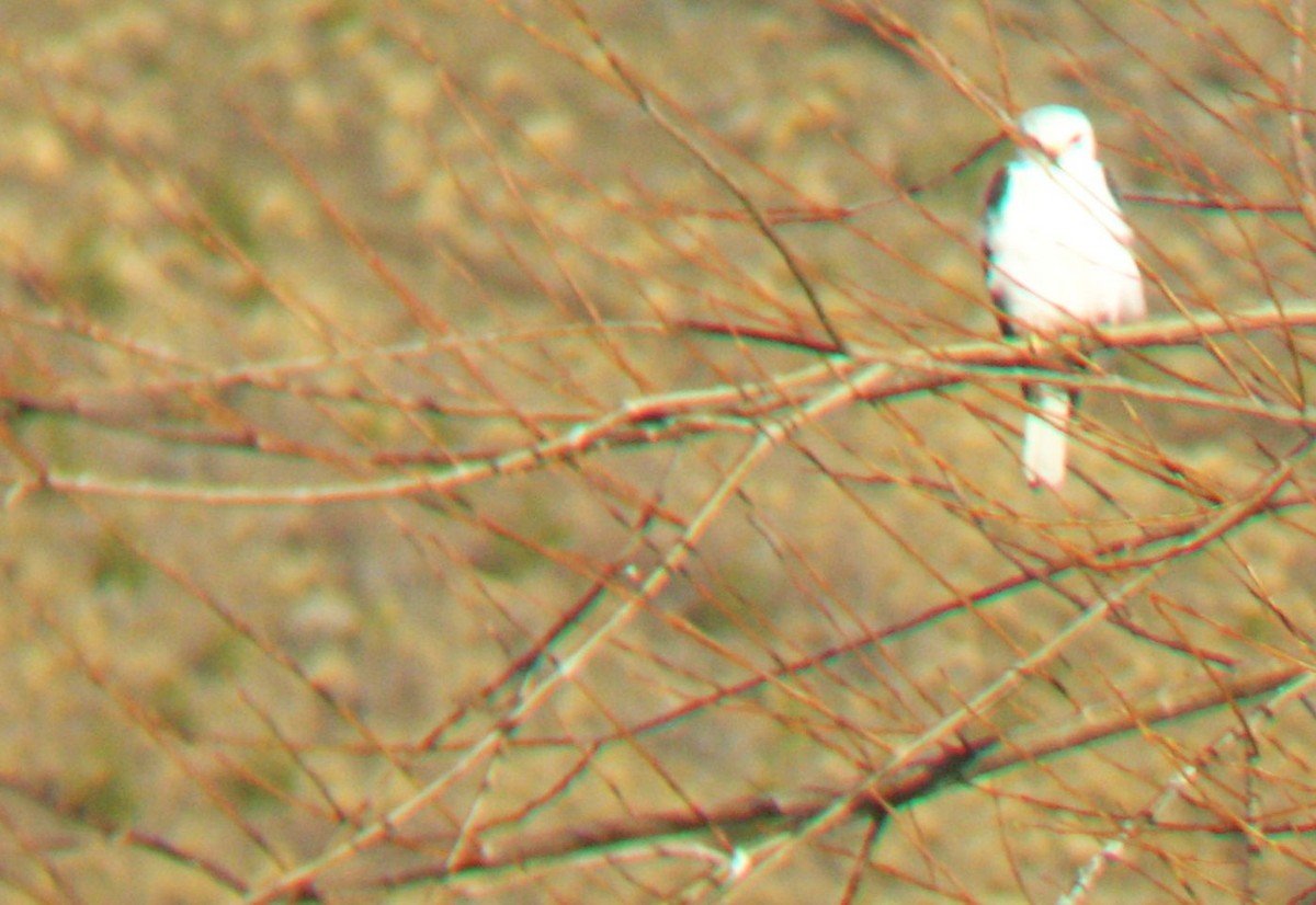 White-tailed Kite - ML267597391