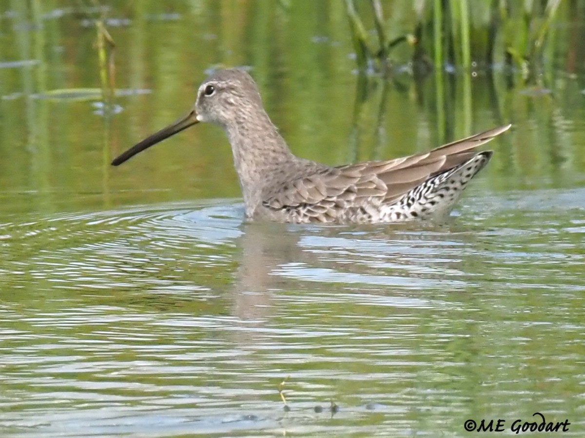 Long-billed Dowitcher - ML267599281