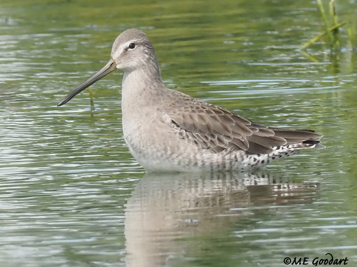 Long-billed Dowitcher - ML267599301