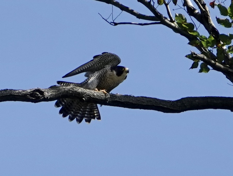 Peregrine Falcon (Eurasian) - ML267599691