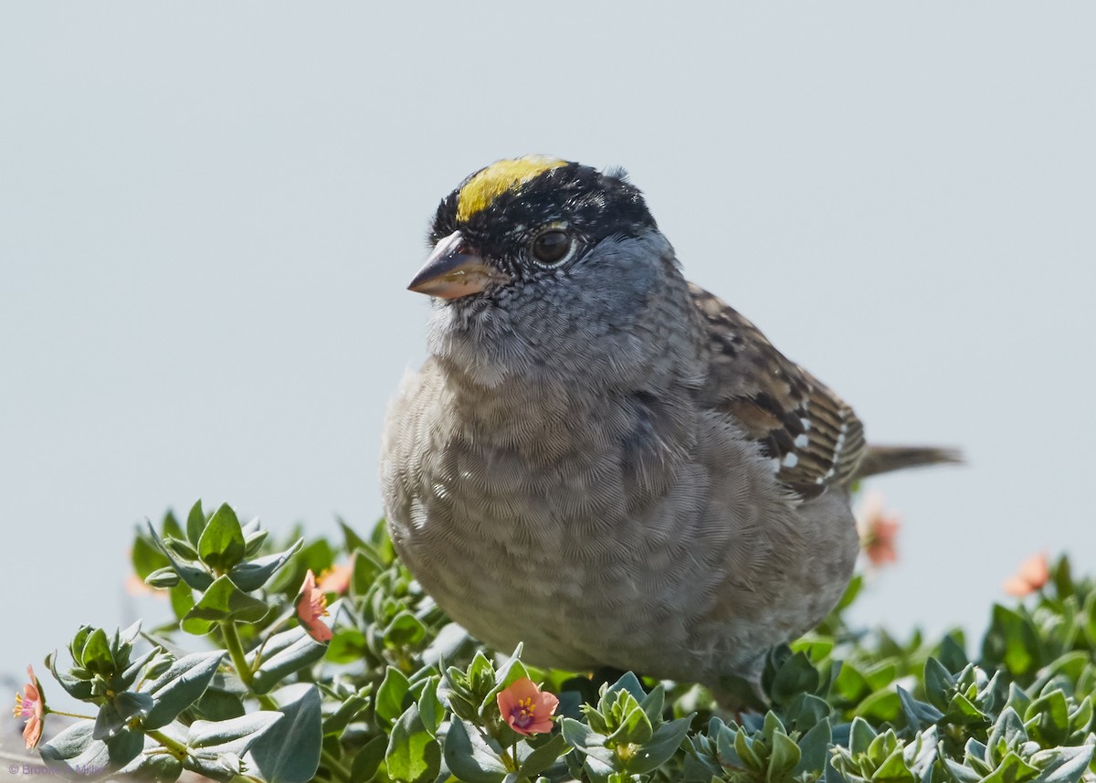 Golden-crowned Sparrow - Brooke Miller