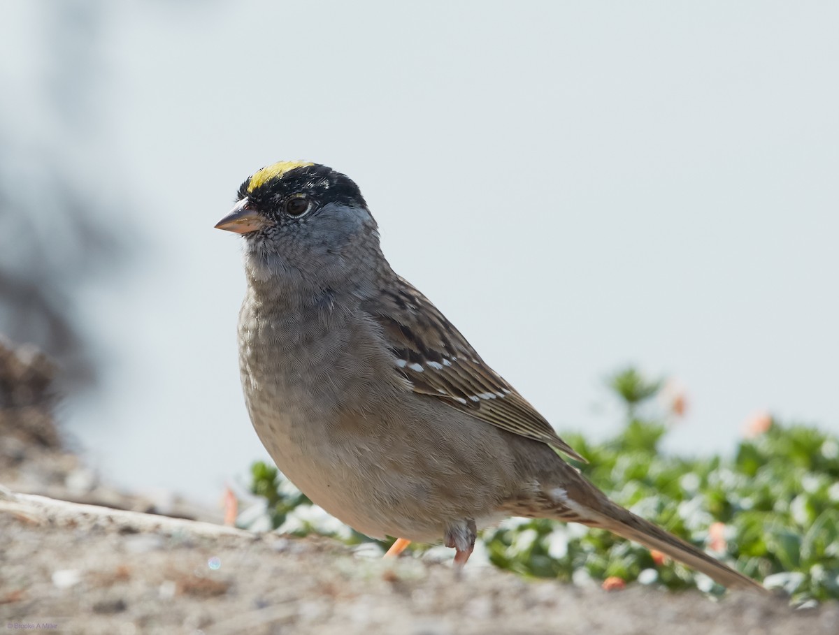 Golden-crowned Sparrow - ML26760251