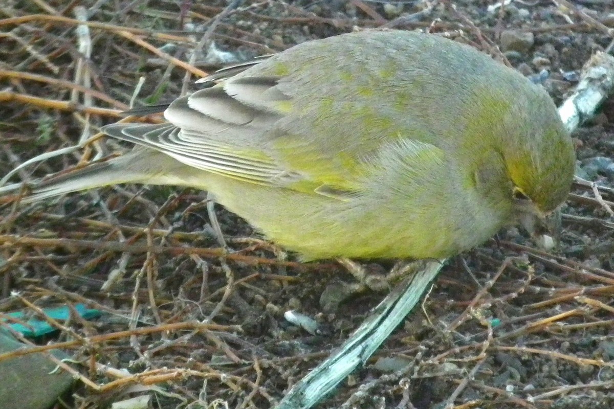 Patagonian Yellow-Finch - Javier De Leonardis
