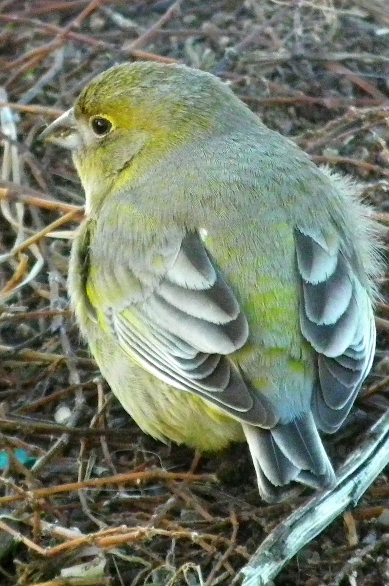 Patagonian Yellow-Finch - ML267605131
