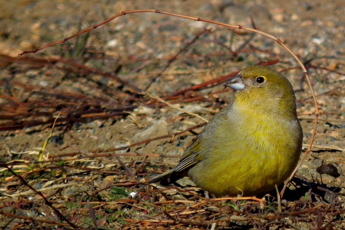 Patagonian Yellow-Finch - ML267605141