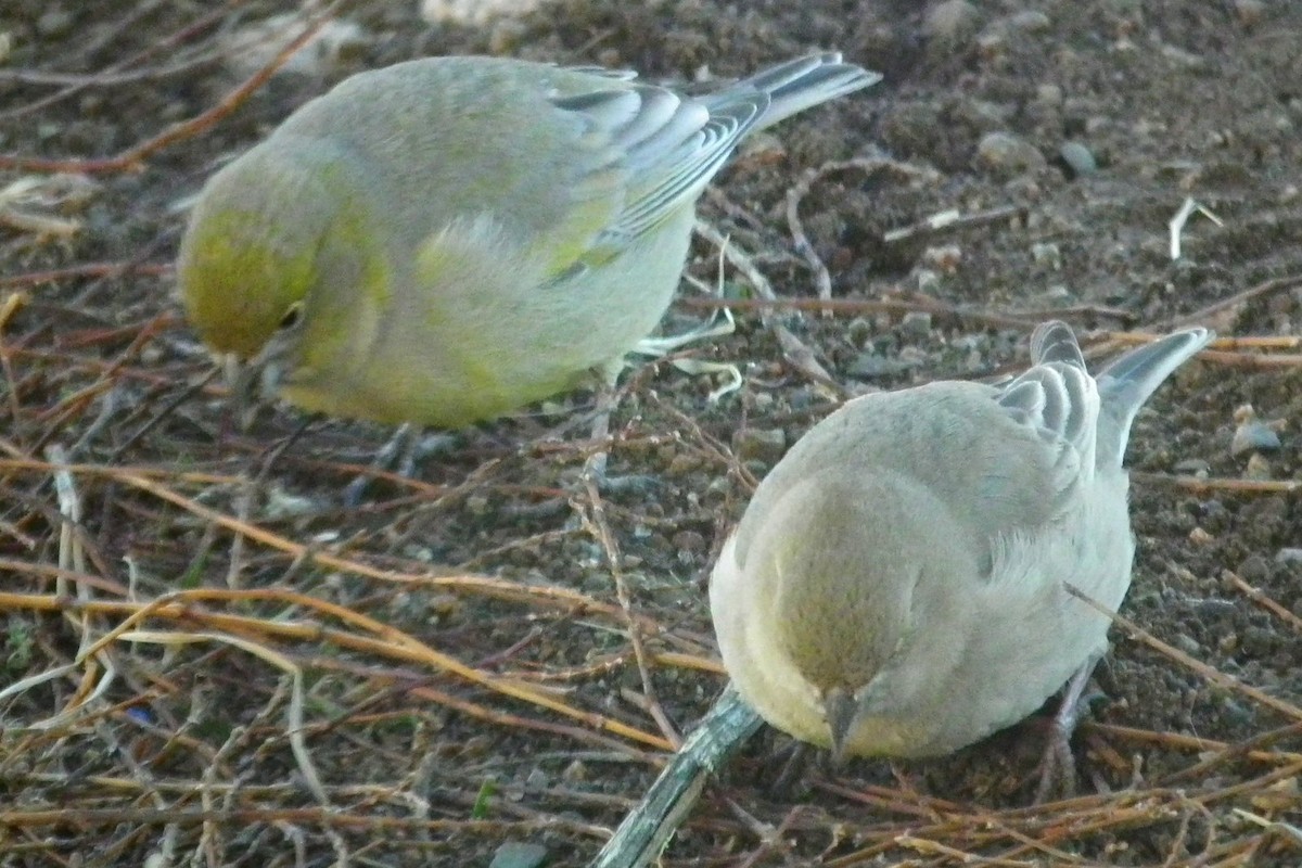 Patagonian Yellow-Finch - ML267605161
