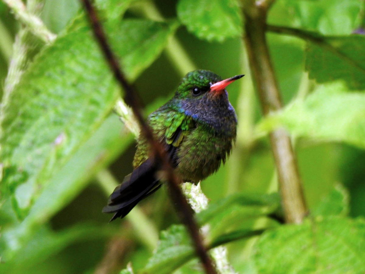 Blue-throated Goldentail - Allan Alemán