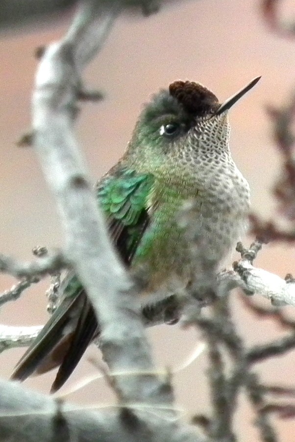 Green-backed Firecrown - ML267608541