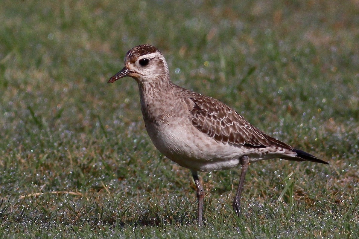American Golden-Plover - Ronald Newhouse