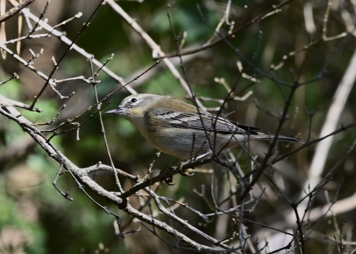 Bay-breasted Warbler - ML267615541