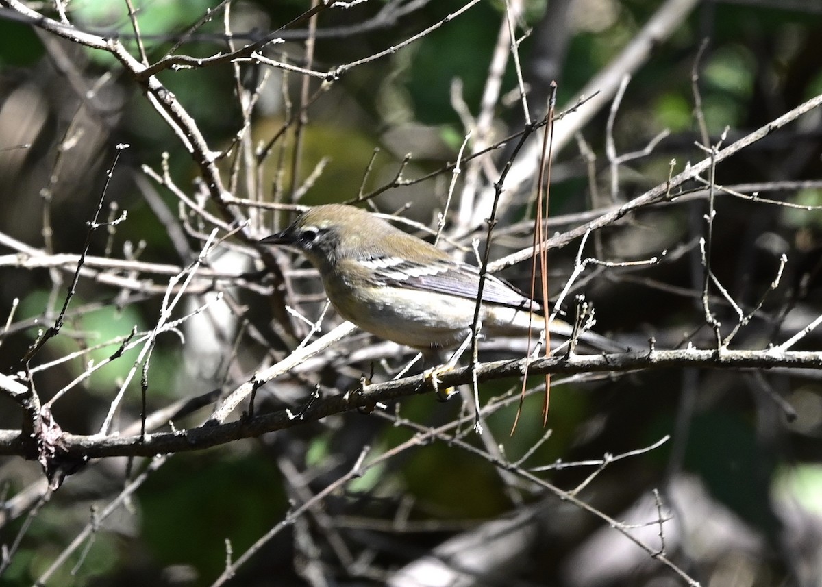 Bay-breasted Warbler - ML267615561