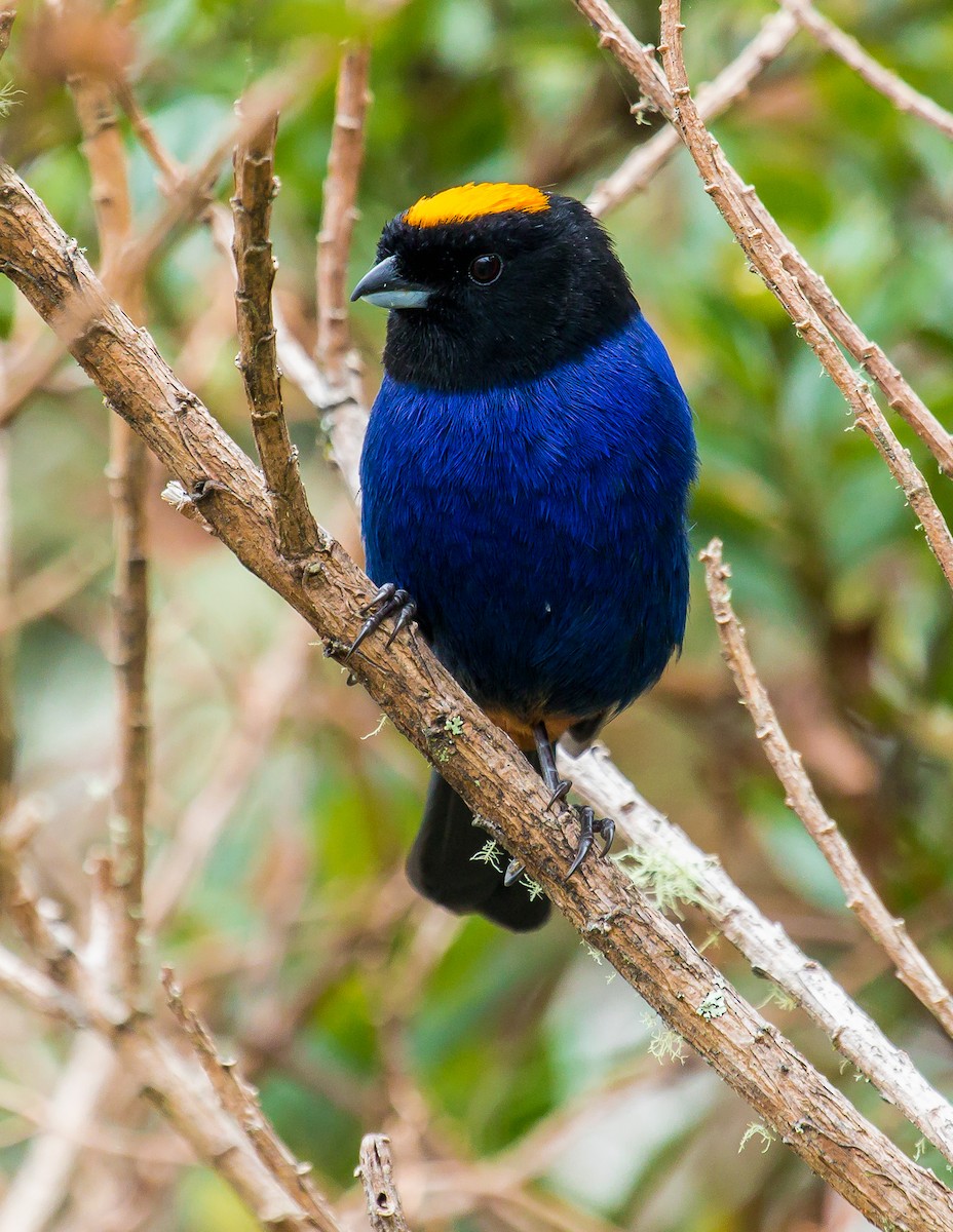 Golden-crowned Tanager - ML267619231