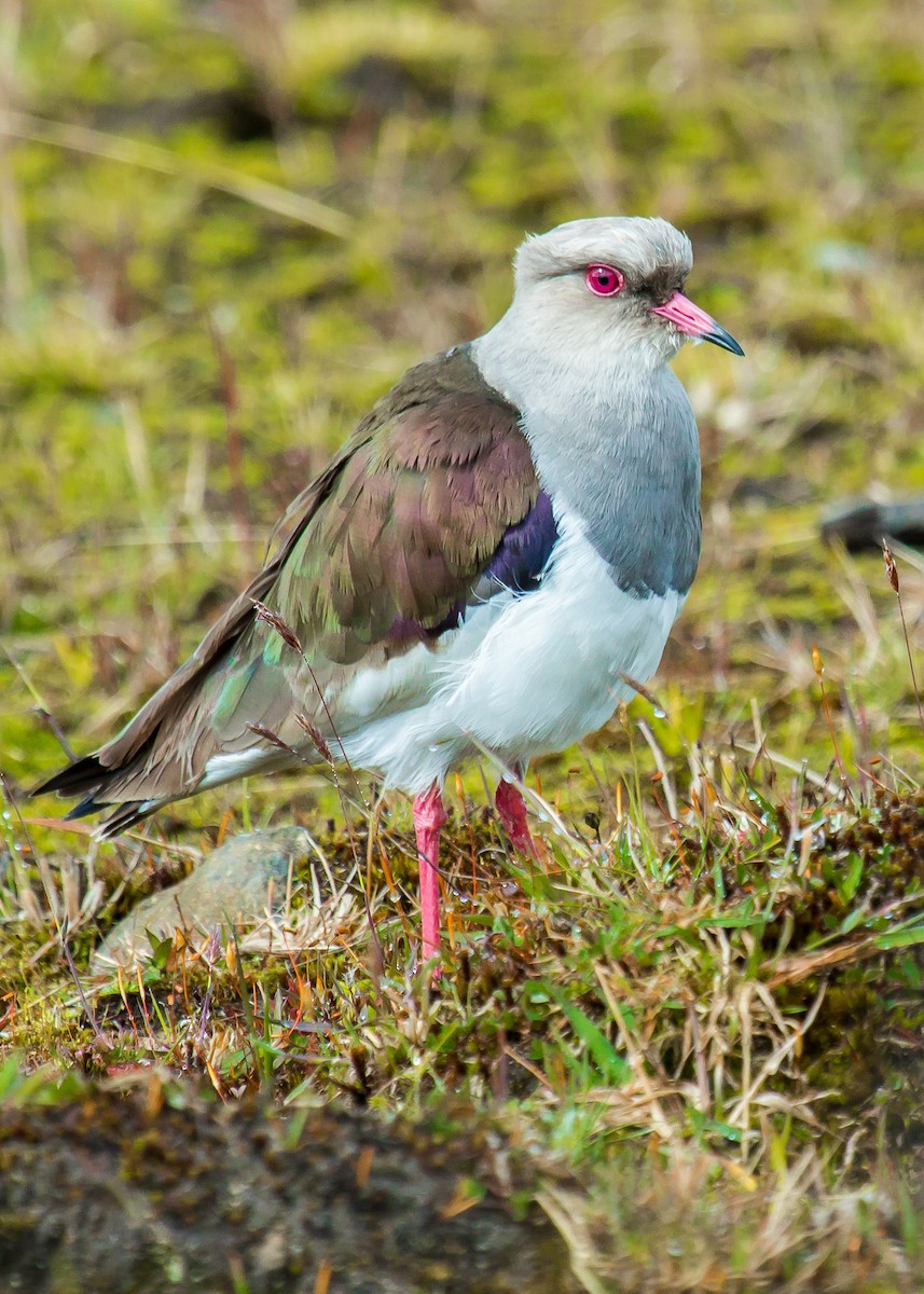 Andean Lapwing - ML267619971
