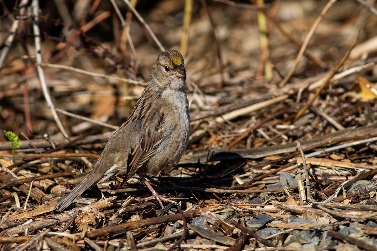 Golden-crowned Sparrow - ML267622911
