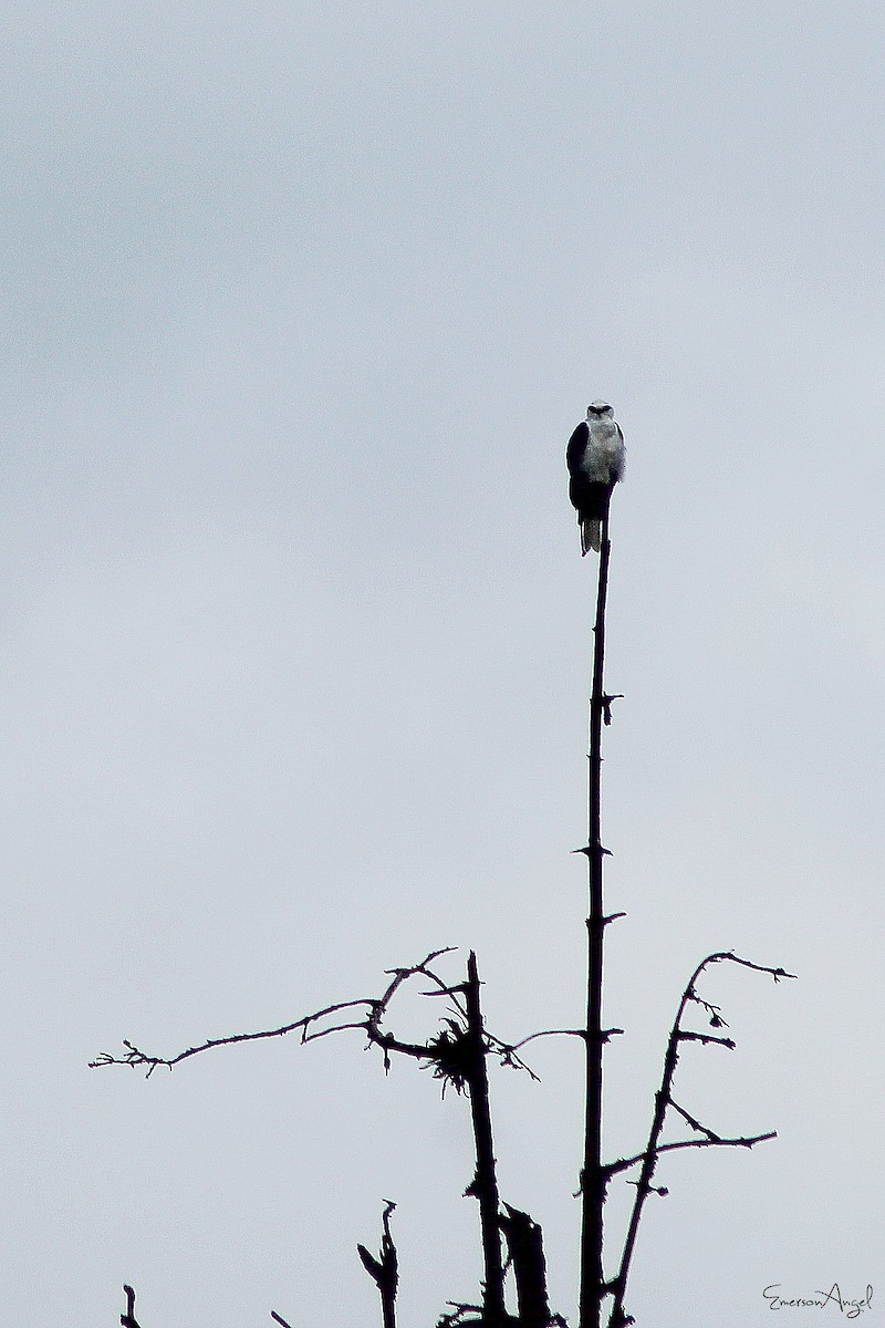 White-tailed Kite - Emerson Angel 🦉