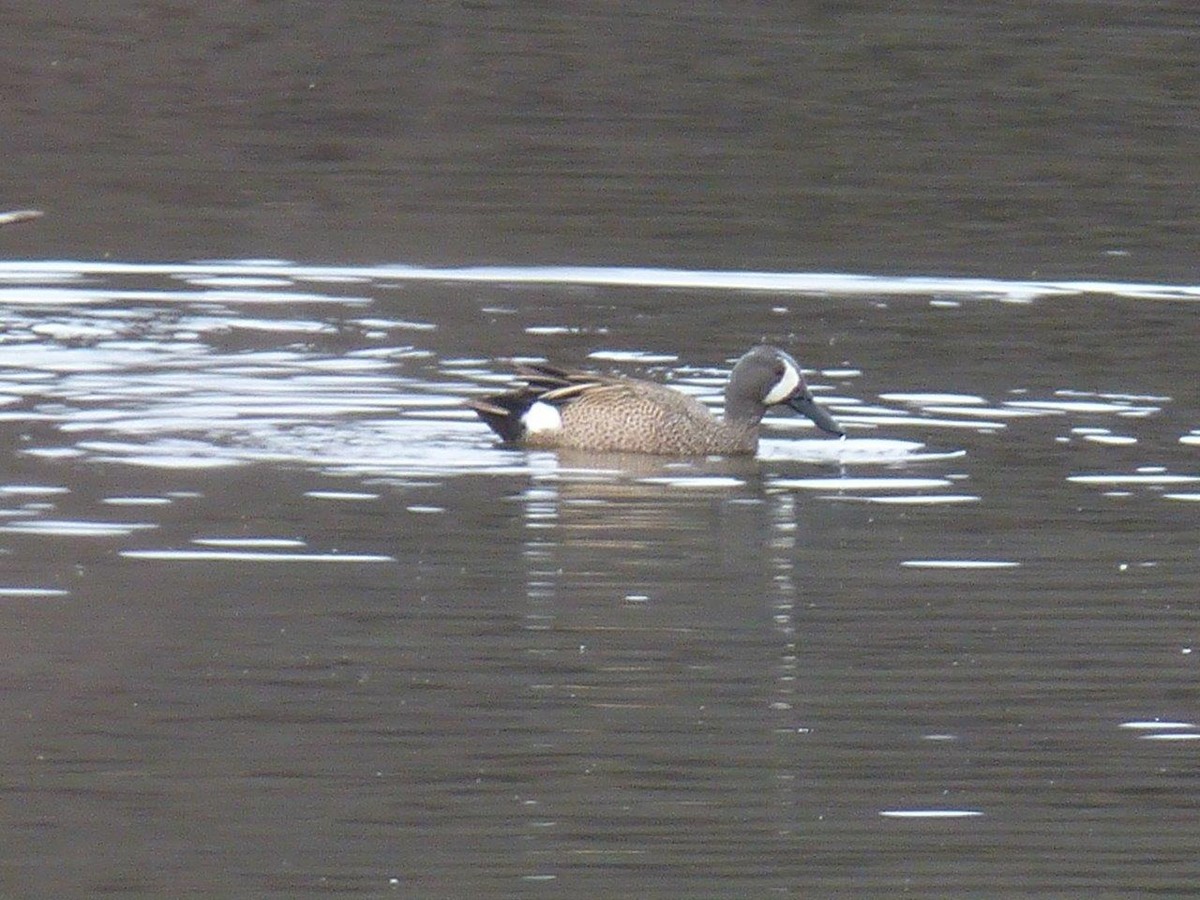 Blue-winged Teal - ML26762601