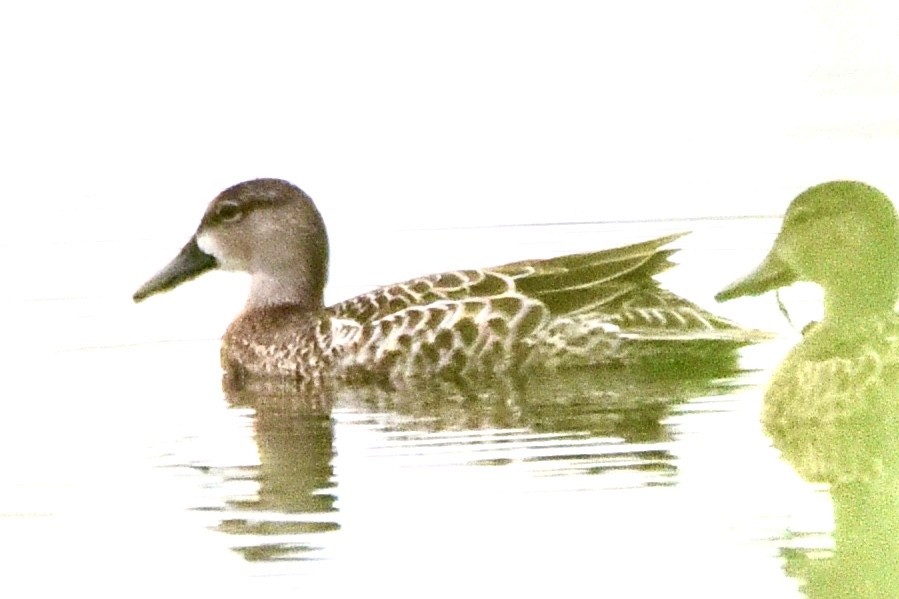 Blue-winged Teal - ML267630281