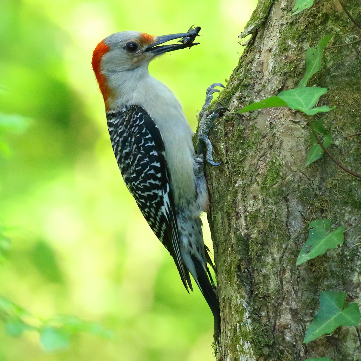 Red-bellied Woodpecker - Dan Vickers