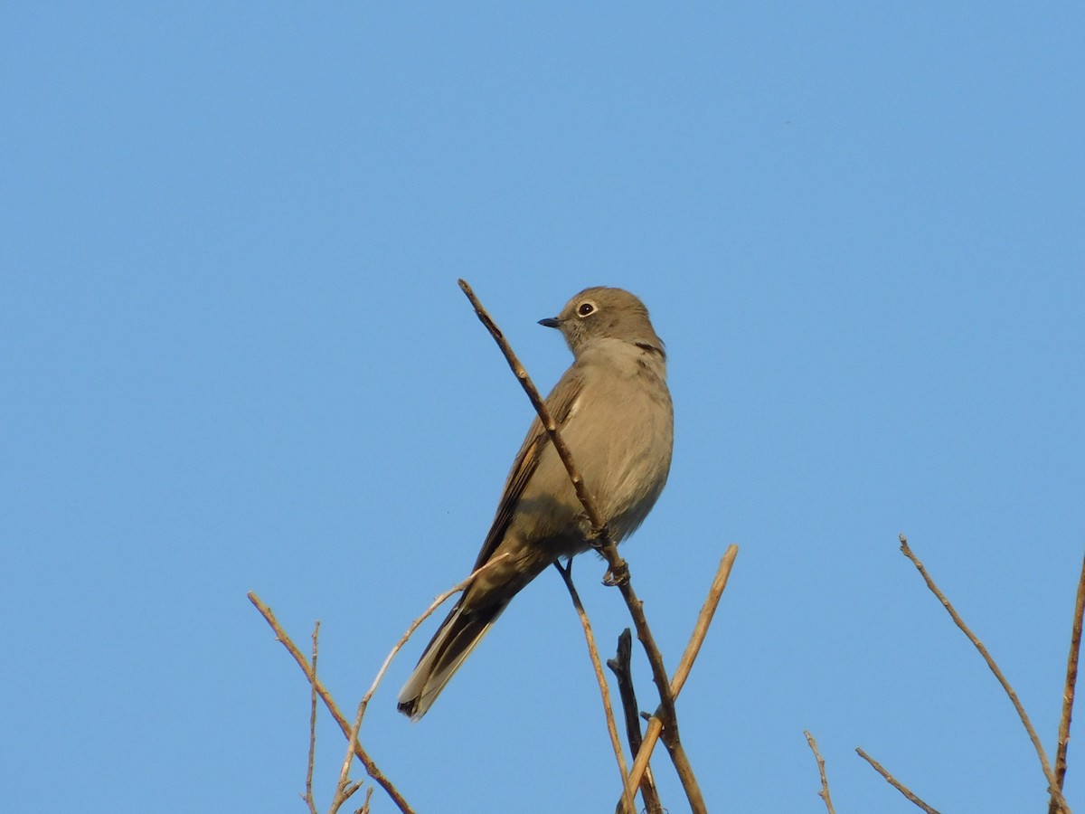 Townsend's Solitaire - ML267639301