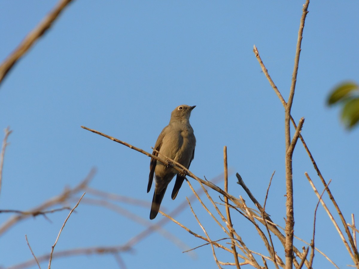 Townsend's Solitaire - ML267639341