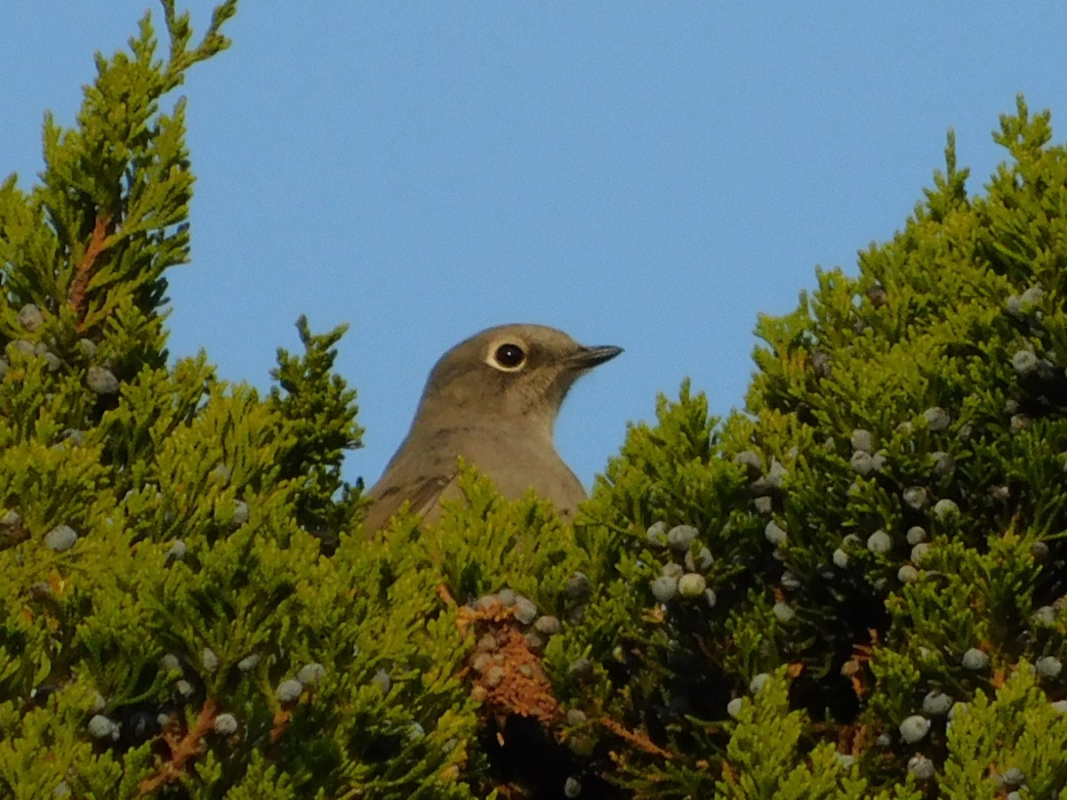 Townsend's Solitaire - ML267639421