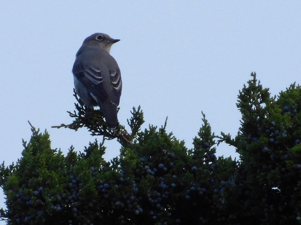 Townsend's Solitaire - ML267639471