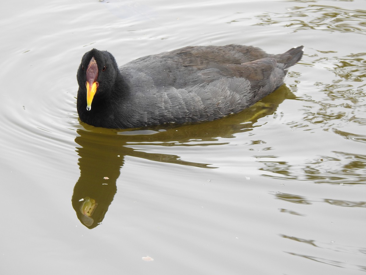 Red-fronted Coot - Alinson Andueza