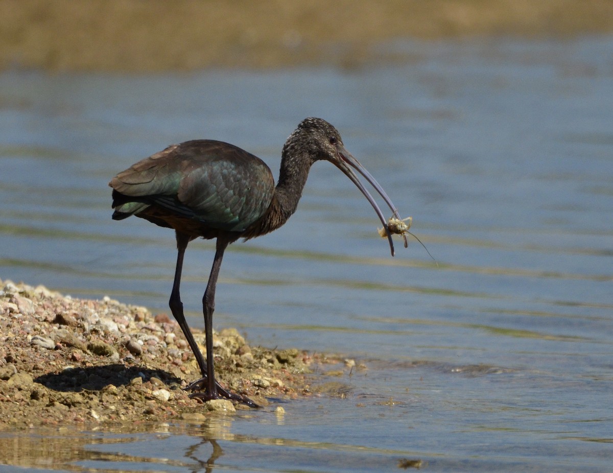 White-faced Ibis - Christine Snitkin