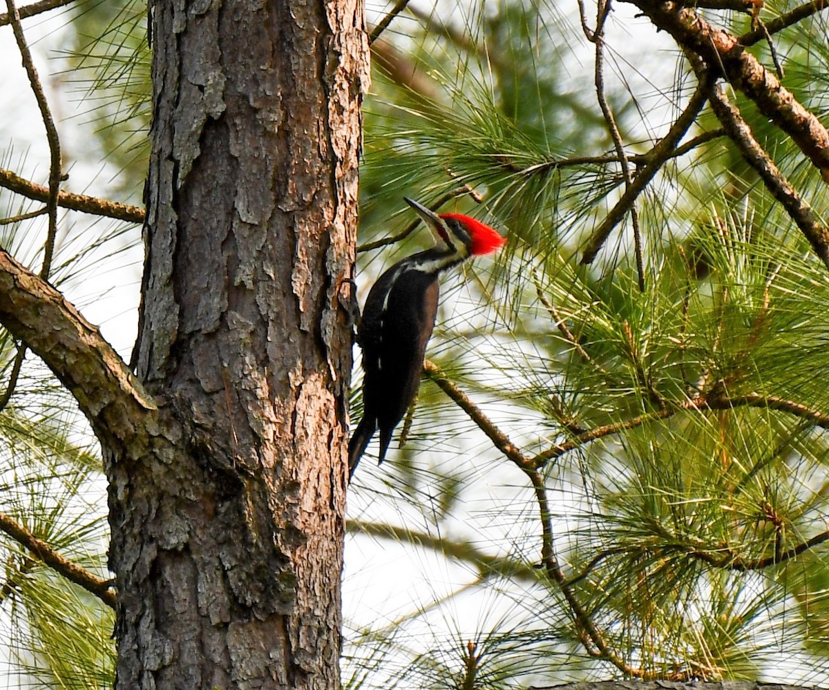 Pileated Woodpecker - Pam Vercellone-Smith