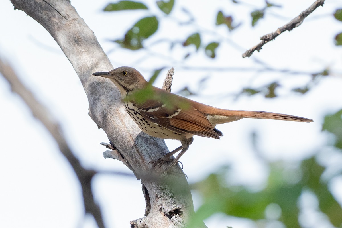 Brown Thrasher - Phil Chaon