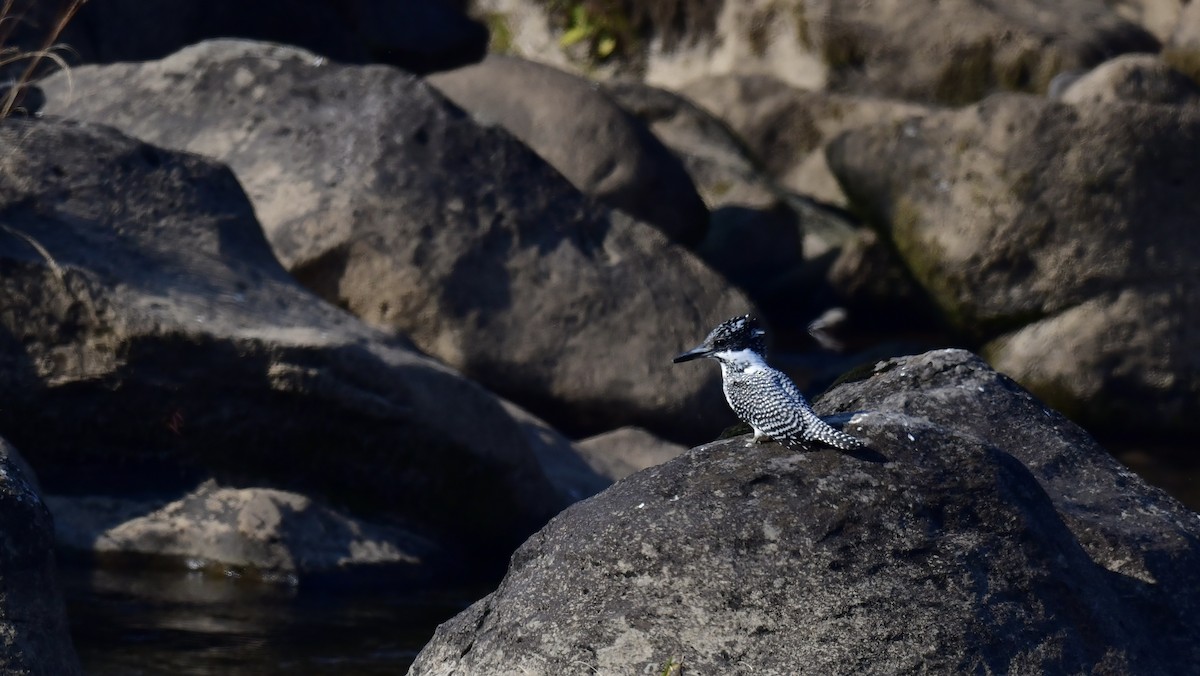 Crested Kingfisher - ML267666321