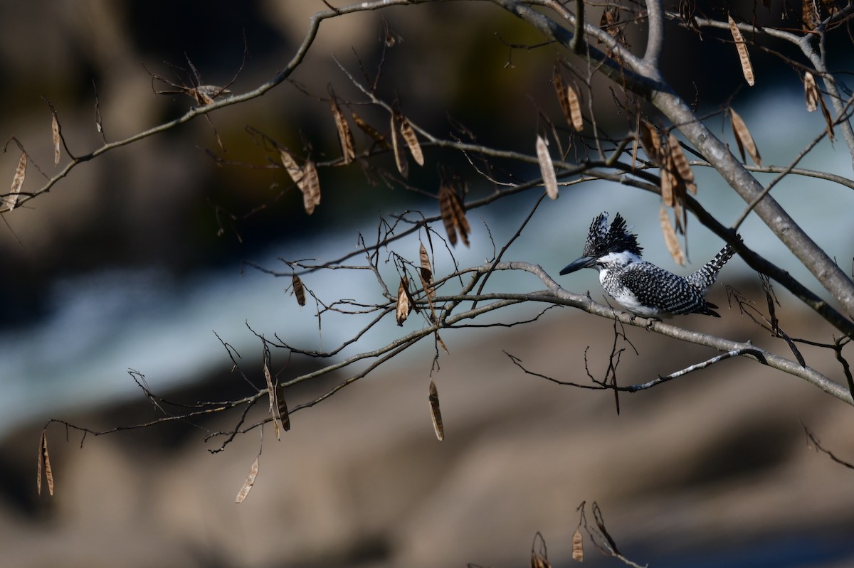 Crested Kingfisher - ML267666361
