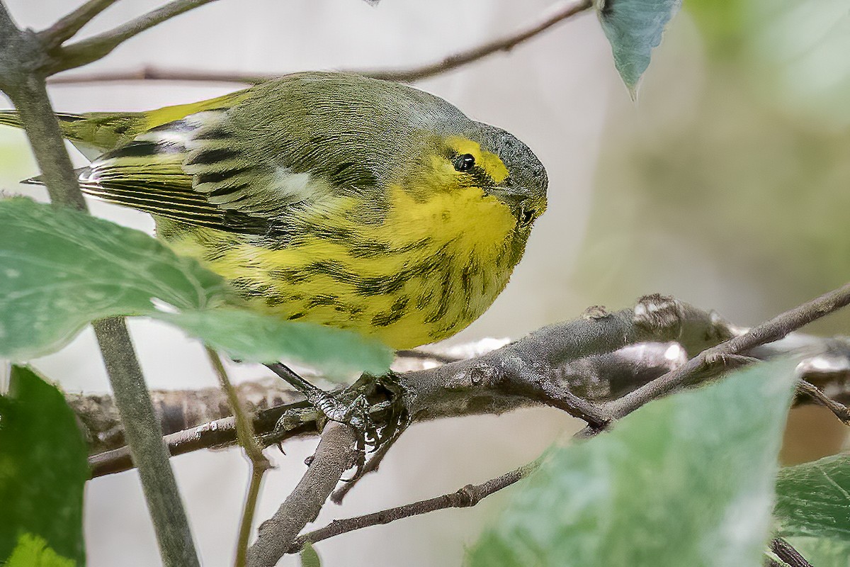 Cape May Warbler - ML267668631