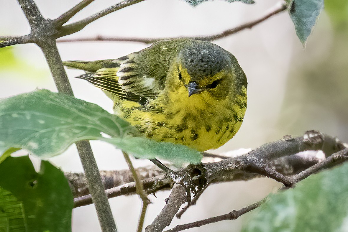 Cape May Warbler - ML267668661