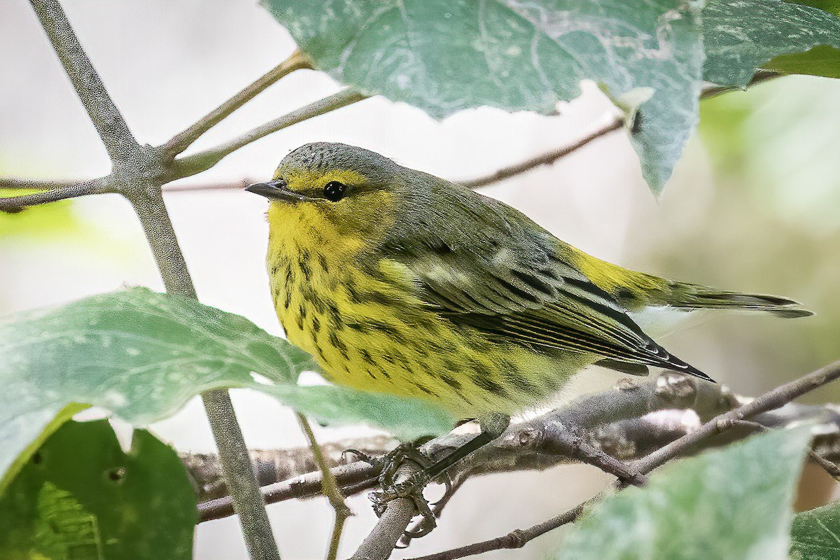Cape May Warbler - ML267668671
