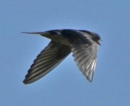 Barn Swallow - ML267669491