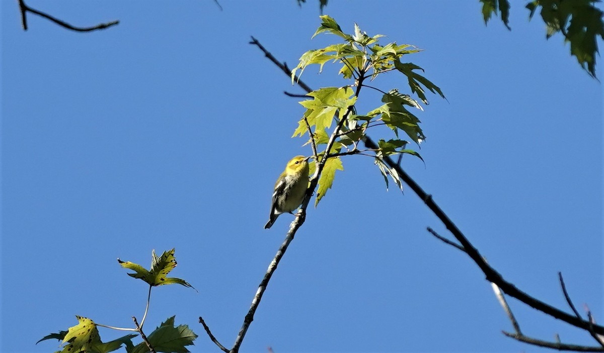 Black-throated Green Warbler - Sunil Thirkannad