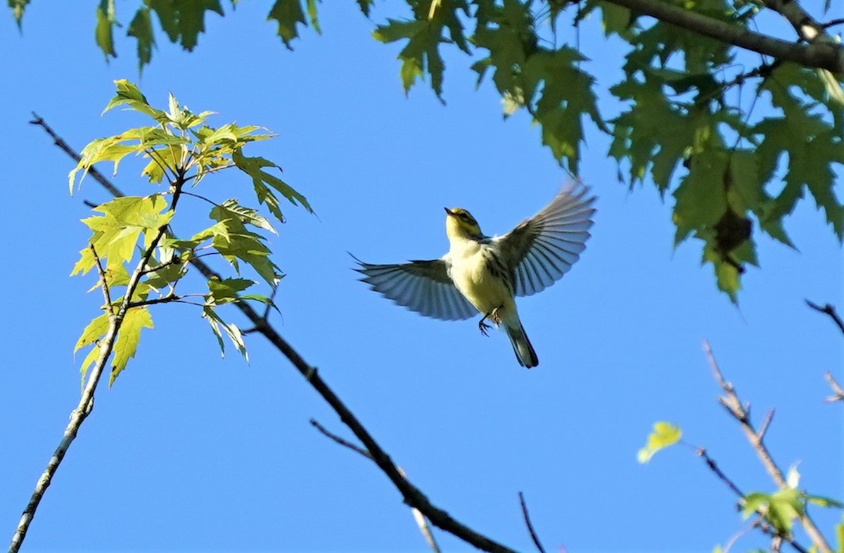 Black-throated Green Warbler - Sunil Thirkannad